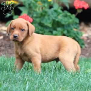 Trevor, Fox Red Labrador Retriever Puppy