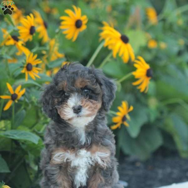 Trinity, Cavapoo Puppy