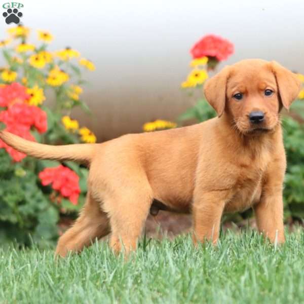 Tripp, Fox Red Labrador Retriever Puppy