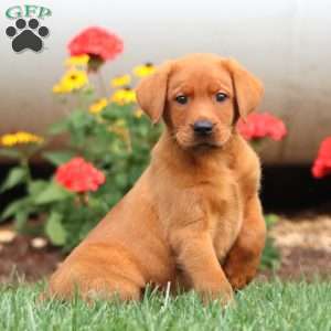 Tripp, Fox Red Labrador Retriever Puppy