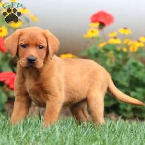 Tripp, Fox Red Labrador Retriever Puppy