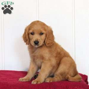 Trisha, Golden Retriever Mix Puppy