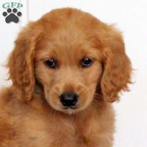 Trisha, Golden Retriever Mix Puppy