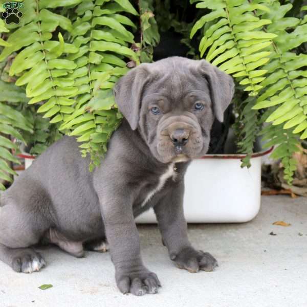 Tristan, Cane Corso Puppy