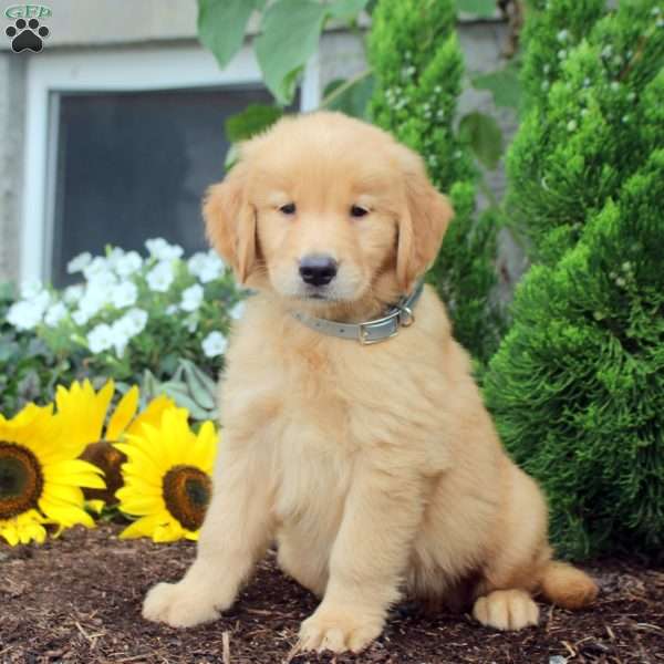 Tristan, Golden Retriever Puppy