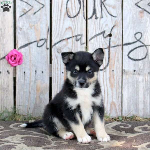Tristan, Pomsky Puppy