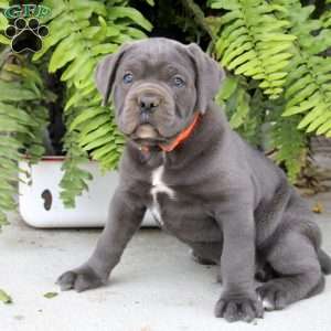 Tristan, Cane Corso Puppy