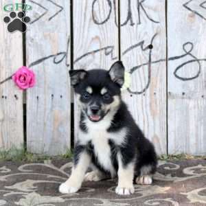 Tristan, Pomsky Puppy