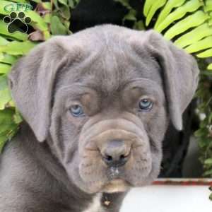 Tristan, Cane Corso Puppy