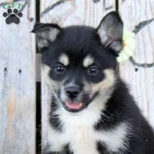 Tristan, Pomsky Puppy