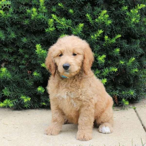 Trixie, Goldendoodle Puppy