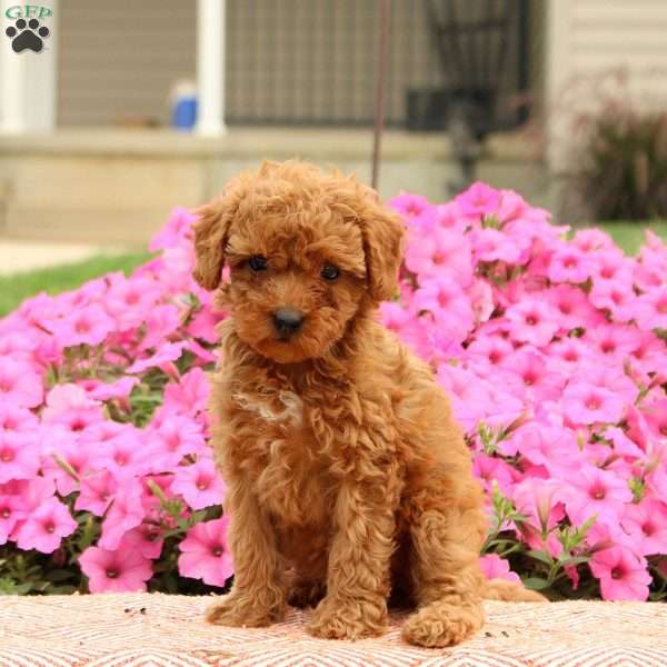 Trixie, Miniature Poodle Puppy