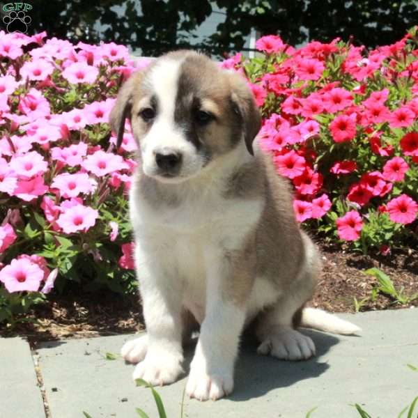Trixie, Border Collie Mix Puppy