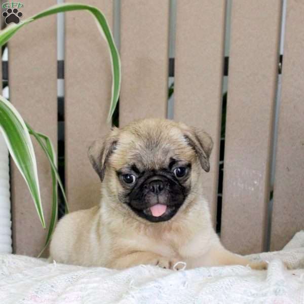 Trixie, Pug Puppy