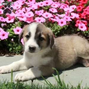 Trixie, Border Collie Mix Puppy