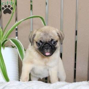 Trixie, Pug Puppy
