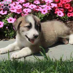 Trixie, Border Collie Mix Puppy