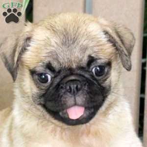 Trixie, Pug Puppy
