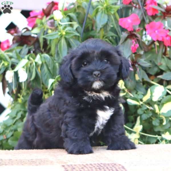 Trixie, Shih-Poo Puppy