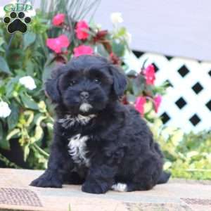 Trixie, Shih-Poo Puppy