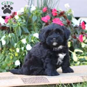 Trixie, Shih-Poo Puppy