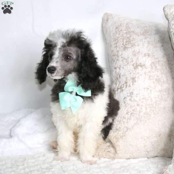 Trixton, Toy Poodle Puppy