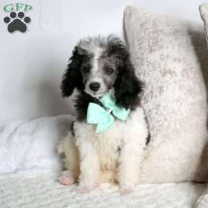 Trixton, Toy Poodle Puppy