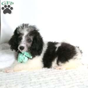 Trixton, Toy Poodle Puppy