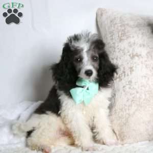 Trixton, Toy Poodle Puppy