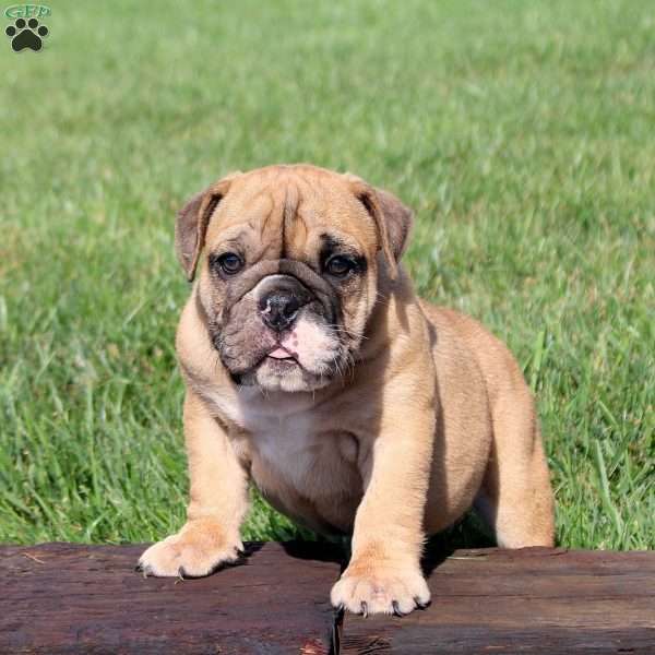 Trooper, English Bulldog Puppy