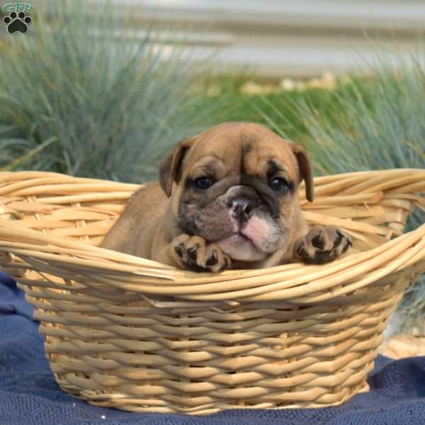 Trooper, English Bulldog Puppy