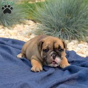 Trooper, English Bulldog Puppy