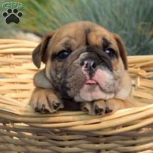 Trooper, English Bulldog Puppy