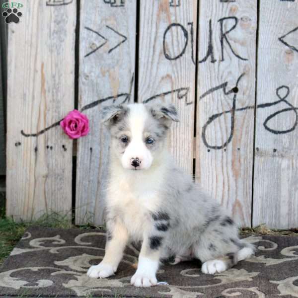 Trophy, Pomsky Puppy
