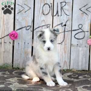 Trophy, Pomsky Puppy