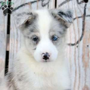 Trophy, Pomsky Puppy