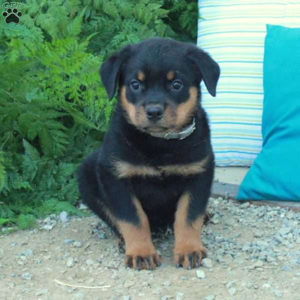 Trout, Rottweiler Puppy