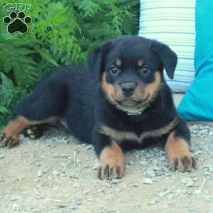 Trout, Rottweiler Puppy