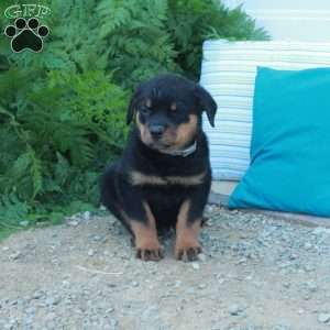 Trout, Rottweiler Puppy