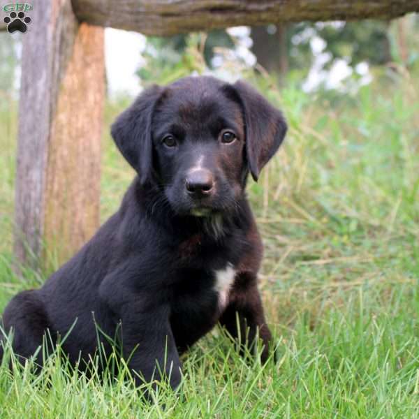 Truett, Bernese Mountain Dog Mix Puppy