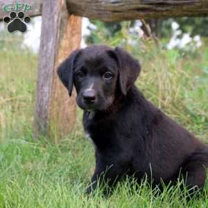 Truett, Bernese Mountain Dog Mix Puppy