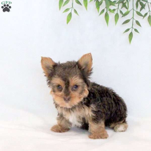 Truffle, Yorkie Puppy