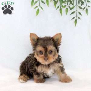 Truffle, Yorkie Puppy