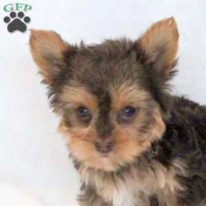 Truffle, Yorkie Puppy
