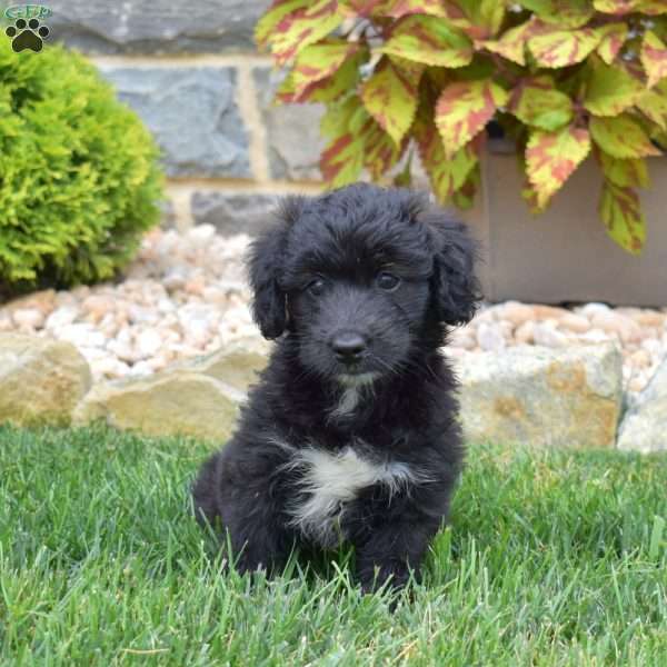 Truffles, Mini Aussiedoodle Puppy