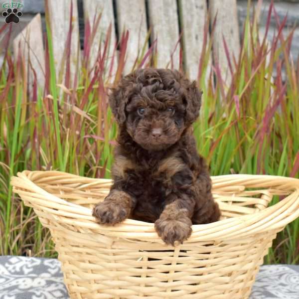 Truffles, Miniature Poodle Puppy