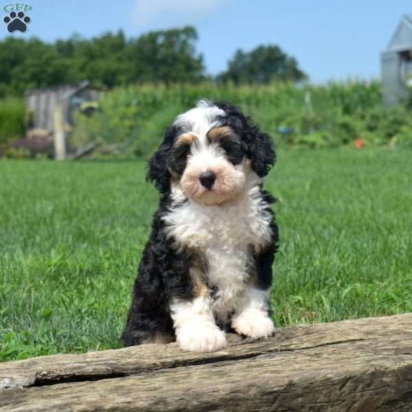 Truffles, Mini Bernedoodle Puppy