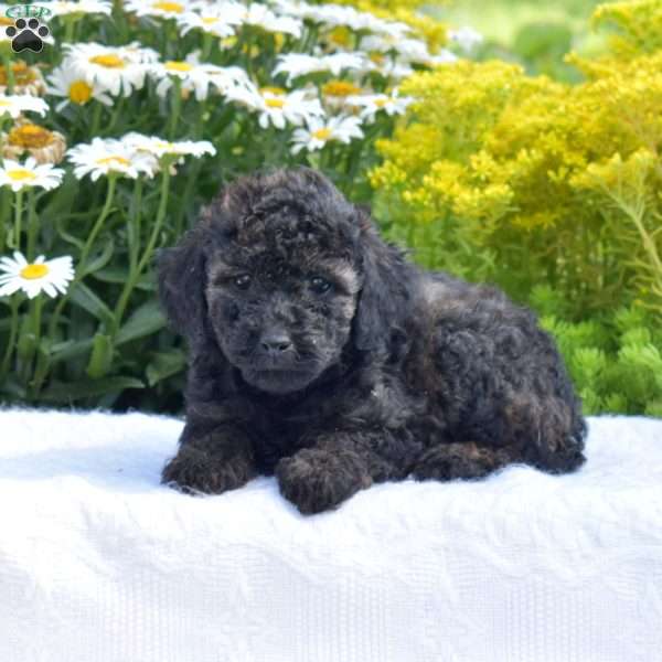 Truffles, Miniature Poodle Puppy