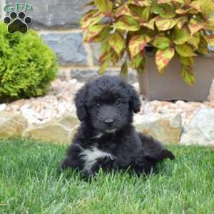 Truffles, Mini Aussiedoodle Puppy