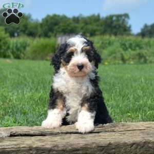 Truffles, Mini Bernedoodle Puppy